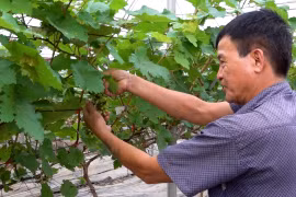 Hà Nội: Hơn 600 cây nho hạ đen đã bén rễ với vùng đất ven sông Đáy