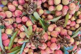 Giá vải u hồng chín sớm tăng lên hơn 100.000 đồng/kg nhưng nông dân vẫn kém vui