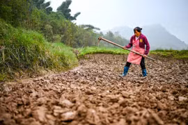 Sản lượng ngũ cốc, cây lấy dầu toàn cầu tăng hàng năm