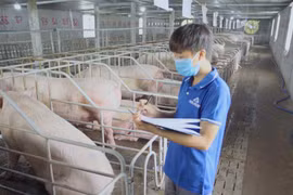Lợi nhuận mảng nông nghiệp của Hòa Phát quý 3/2024 tăng 80% so với cùng kỳ