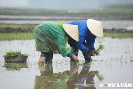 Nghệ An: Nông dân chân tay trần, lội ruộng cấy lúa trong mưa, rét