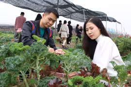 Du khách thích thú tham quan, tự tay thu hoạch nông sản ở trang trại ven đô