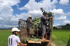 Kon Tum: Hai bé gái đuối nước thương tâm trong lúc rửa mạ