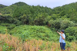 Kon Tum: Một công ty lâm nghiệp để mất hơn 11ha rừng trồng