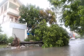 Quảng Ninh: Bão số 2 đi qua, hàng loạt cây xanh trên đường phố bị đổ gãy