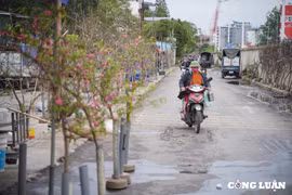 Đào, quất đổ bộ xuống đường phố Hà Nội trước Tết 2025