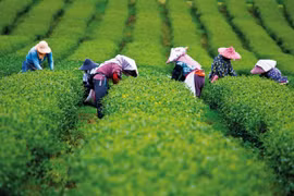 Thái Nguyên quảng bá thương hiệu chè trên nền tảng thương mại điện tử