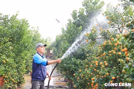 Người dân trồng quất Tứ Liên 'rục rịch' chuẩn bị cho Tết Nguyên đán 2025