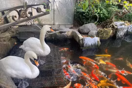 Ngẫm từ đôi thiên nga