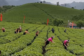 Tổ chức diễn đàn kết nối sản xuất và tiêu thụ chè chất lượng cao