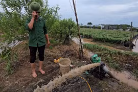 Hà Nội: Người nông dân Tây Tựu căng mình "cứu hoa" sau bão số 3