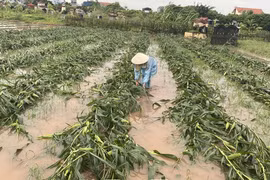Hưng Yên: Tập trung khắc phục hậu quả do ảnh hưởng của bão số 3