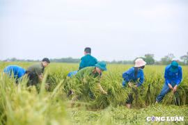 Hà Nội: Công an, dân quân, thanh niên xuống đồng giúp dân 'cứu lúa'