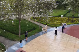Giới trẻ Hà Nội thích thú check-in hoa ban tuyệt đẹp ở Công viên Cầu Giấy