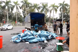Lào Cai: Phát hiện, thu giữ gần 4 tấn cá tầm nước lạnh không rõ nguồn gốc