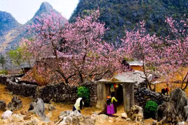 Khách du lịch đến Hà Giang tăng cao dịp Tết Giáp Thìn 2024