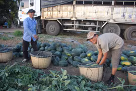 Mùa dưa ngọt ở vùng biên giới Gia Lai