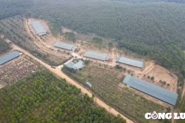 Tam Nông (Phú Thọ): Hàng loạt thành viên Hợp tác xã Lam Sơn hoạt động trang trại trái phép trên đất nông nghiệp