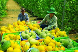 Đến năm 2030, Vĩnh Long là tỉnh nông nghiệp công nghệ cao, sinh thái