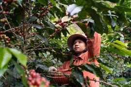 Kon Tum: Phát triển, nâng tầm cây cà phê xứ lạnh theo hướng hiện đại, bền vững