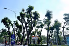Nhanh chóng khôi phục “mảng xanh” Dải trung tâm thành phố Hải Phòng