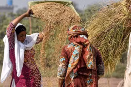 Xuất khẩu gạo Pakistan đạt kỷ lục sau lệnh cấm bán hàng của Ấn Độ