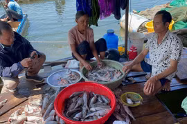 Gia Lai: Nông dân “khóc ròng” vì cá chết hàng loạt, thiệt hại hàng trăm triệu đồng