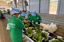 Báo lãi thêm 500 tỷ, Hoàng Anh Gia lai (HAG) vẫn bị kiểm toán nghi ngờ khả năng hoạt động liên tục