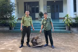 Kon Tum: Người dân bắt được 2 con khỉ đuôi lợn quý hiếm