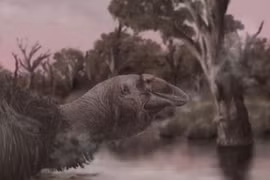 Phát hiện hộp sọ của 'chim sấm' khổng lồ đã tuyệt chủng ở Úc
