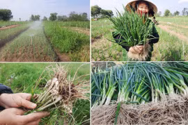 Nông dân ở vựa hành lớn nhất Hà Tĩnh phấn khởi thu hoạch vì được giá