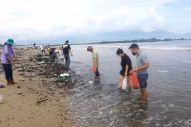Sau bão số 6 Trà Mi, người dân Đà Nẵng đổ xô ra biển nhặt vẹm xanh