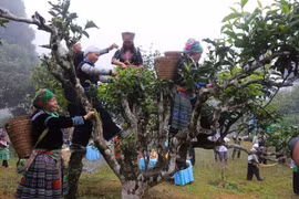 Lễ hội Trà Shan tuyết Suối Giàng diễn ra đúng dịp nghỉ lễ 30/4-1/5