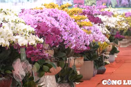 Thị trường hoa lan hồ điệp cận Tết: Sức mua giảm dù chất lượng hoa tốt