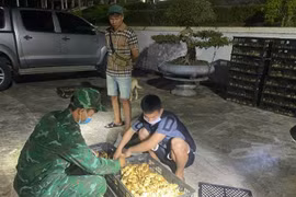 Bắt giữ đối tượng vận chuyển 12.000 con gà giống nhập lậu ở Quảng Ninh