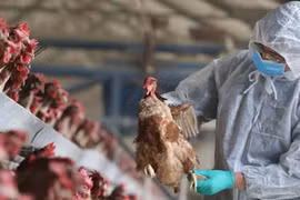 Cảnh giác cao độ với cúm gia cầm nhưng không hoang mang, gây hại cho ngành chăn nuôi!