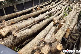 Gia Lai: Phát hiện hàng trăm cây gỗ hương bị bứng gốc chở đi tiêu thụ