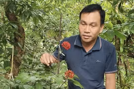 Gặp người giữ “Quốc bảo” trên đỉnh núi Ngọc Linh