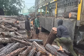 Gia Lai: Tìm vị trí rừng bị phá sau khi phát hiện xe tải chở số lượng lớn gỗ trái phép