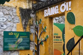 Trưng bày đặc biệt về cây bàng tại Nhà tù Hỏa Lò