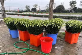 Hoa loa kèn đầu mùa xuống phố hút tín đồ yêu hoa tại Hà Nội