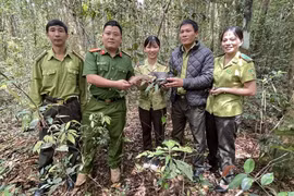 Gia Lai: Thả cá thể Tê Tê vàng quý hiếm vào Khu bảo tồn thiên nhiên Kon Chư Răng
