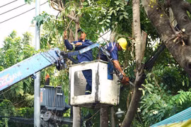 TPHCM thay thế gần 3.500 cây xanh bị hư hại, khiếm khuyết
