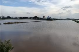 Hơn 37.000ha lúa ở Nam Định bị ảnh hưởng do mưa lớn kéo dài