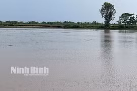 Ninh Bình: Khẩn trương khắc phục hậu quả mưa úng, bảo vệ sản xuất nông nghiệp
