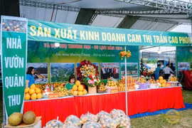 Đẩy mạnh quảng bá thương hiệu Cam Cao Phong tại thị trường trong nước