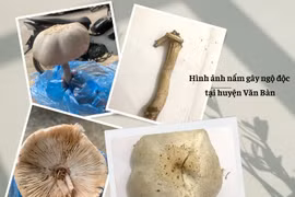 Lào Cai: Loài nấm làm 3 người ngộ độc có chứa hoạt chất dạng ma túy gây ảo giác
