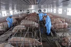 Nam Định: Tăng cường các biện pháp phòng, chống dịch bệnh cho đàn vật nuôi