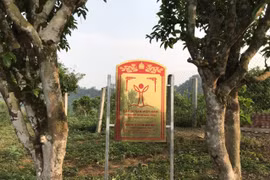 57 cây chè cổ Shan tuyết ở Mộc Châu là cây di sản Việt Nam