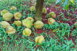 Đắk Lắk: Nhiều vườn sầu riêng trĩu quả bị kẻ gian chặt phá, chủ vườn kêu trời